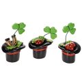 Floristik24 Talizman na szczęście koniczyna i chrząszcz w cylindrze, 7 cm, 3 sztuki