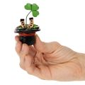 Talizman na szczęście koniczyna i chrząszcz w cylindrze, 7 cm, 3 sztuki | Floristik24.pl