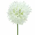 Floristik24 Allium ozdobne sztuczne białe Ø12cm H62cm