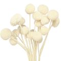 Floristik24 Craspedia Podudzia suszone kremowe 45-55cm 20 szt