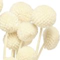Craspedia Podudzia suszone kremowe 45-55cm 20 szt | Floristik24.pl