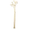 Craspedia Podudzia suszone kremowe 45-55cm 20 szt | Floristik24.pl