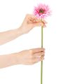 Sztuczne kwiaty ogrodowe Gerbera, różowe, 47 cm, 6 sztuk | Floristik24.pl