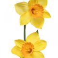Floristik24 Sztuczne Żonkile Jedwabne Kwiaty Żółte 2 kwiaty 61cm