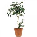 Floristik24 Sztuczne drzewko oliwne w doniczce Sztuczna roślina Oliwka W63,5cm