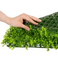 Mata z bukszpanu sztucznego 55x55 cm do dekoracyjnej aranżacji ściennej | Floristik24.pl