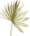 Floristik24 Palmspear Sun Natur Suszone liście palmy Naturdeko 30St